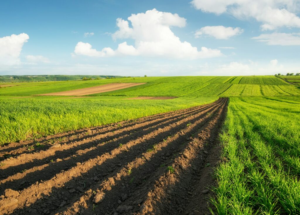 Agricultural landscape